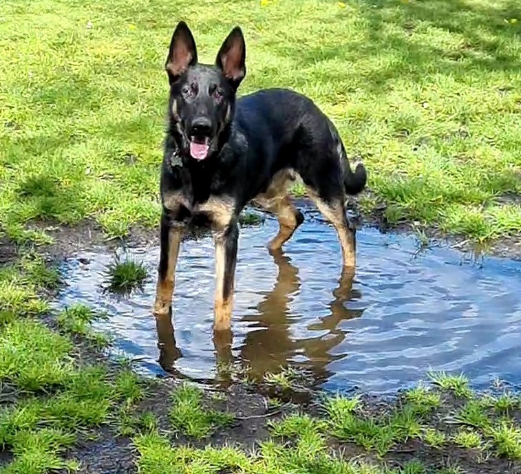 Riggs - Northamptonshire